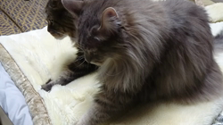 佐々木美絵ブリーダーからお迎えしたメインクーン：青葉くん