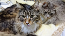 若山育代ブリーダーからお迎えしたメインクーン：大和くん