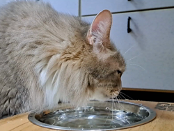 佐々木美絵ブリーダーからお迎えしたメインクーン：青葉くん