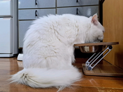 神原崇ブリーダーからお迎えしたメインクーン：信濃くん