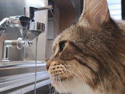 若山育代ブリーダーからお迎えしたメインクーン：大和くん