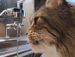 若山育代ブリーダーからお迎えしたメインクーン：大和くん