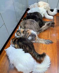 川端勇樹ブリーダーからお迎えしたメインクーン：武蔵くん