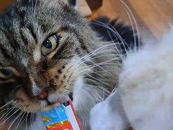 若山育代ブリーダーからお迎えしたメインクーン：大和くん