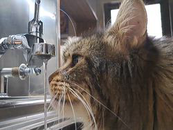 若山育代ブリーダーからお迎えしたメインクーン：大和くん