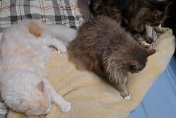 若山育代ブリーダーからお迎えしたメインクーン：大和くん