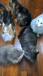 神原崇ブリーダーからお迎えしたメインクーン：信濃くん