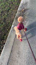 大山みゆきブリーダーからお迎えしたトイプードル：武蔵くん