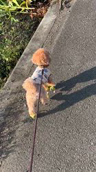 大山みゆきブリーダーからお迎えしたトイプードル：武蔵くん