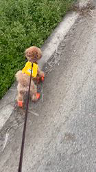 大山みゆきブリーダーからお迎えしたトイプードル：武蔵くん