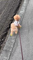 大山みゆきブリーダーからお迎えしたトイプードル：武蔵くん