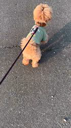 大山みゆきブリーダーからお迎えしたトイプードル：武蔵くん