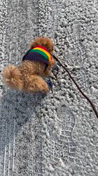 大山みゆきブリーダーからお迎えしたトイプードル：武蔵くん