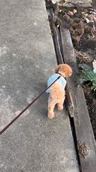 大山みゆきブリーダーからお迎えしたトイプードル：武蔵くん