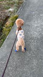 大山みゆきブリーダーからお迎えしたトイプードル：武蔵くん