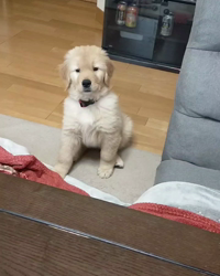 内田密信ブリーダーからお迎えしたゴールデンレトリバー：そらちゃん