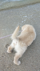 内田密信ブリーダーからお迎えしたゴールデンレトリバー：そらちゃん