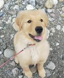 内田密信ブリーダーからお迎えしたゴールデンレトリバー：そらちゃん