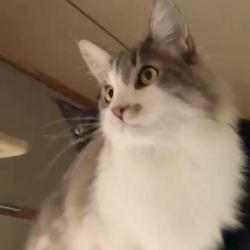 佐々木美絵ブリーダーからお迎えしたメインクーン：空くん