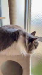 佐々木美絵ブリーダーからお迎えしたメインクーン：空くん