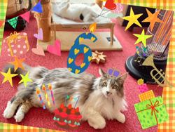 佐々木美絵ブリーダーからお迎えしたメインクーン：空くん