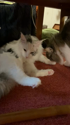 佐々木美絵ブリーダーからお迎えしたメインクーン：空くん