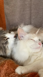 佐々木美絵ブリーダーからお迎えしたメインクーン：空くん