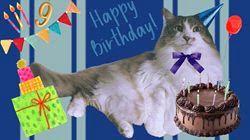 佐々木美絵ブリーダーからお迎えしたメインクーン：空くん