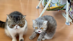 黄慧琳ブリーダーからお迎えしたエキゾチックショートヘア：文ちゃん