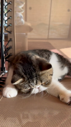 黄慧琳ブリーダーからお迎えしたエキゾチックショートヘア：文ちゃん