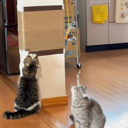 黄慧琳ブリーダーからお迎えしたエキゾチックショートヘア：文ちゃん