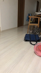 小林功ブリーダーからお迎えしたアメリカンショートヘア：Leonくん