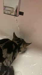 杉山壽ブリーダーからお迎えしたマンチカン：虎太郎くん