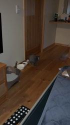 飛田新作ブリーダーからお迎えしたブリティッシュショートヘア：ももちゃん