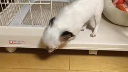 松田園子ブリーダーからお迎えしたチワワ(ロング)：スズちゃん