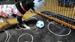 亀井武志ブリーダーからお迎えした柴犬：元気丸くん