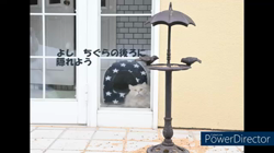 神原崇ブリーダーからお迎えしたサイベリアン：にゃーにゃくん