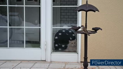 神原崇ブリーダーからお迎えしたサイベリアン：にゃーにゃくん