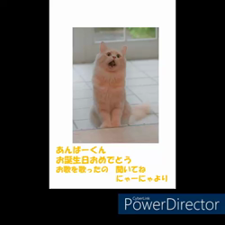 神原崇ブリーダーからお迎えしたサイベリアン：にゃーにゃくん