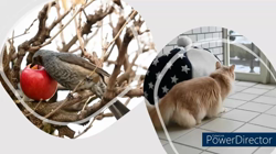 神原崇ブリーダーからお迎えしたサイベリアン：にゃーにゃくん