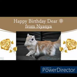 神原崇ブリーダーからお迎えしたサイベリアン：にゃーにゃくん