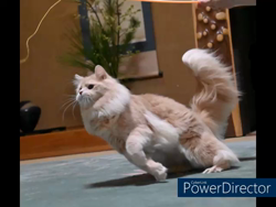 神原崇ブリーダーからお迎えしたサイベリアン：にゃーにゃくん