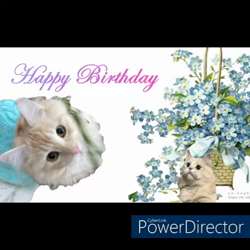 神原崇ブリーダーからお迎えしたサイベリアン：にゃーにゃくん