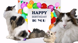 神原崇ブリーダーからお迎えしたサイベリアン：にゃーにゃくん