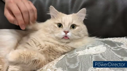 神原崇ブリーダーからお迎えしたサイベリアン：にゃーにゃくん