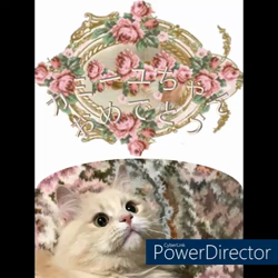 神原崇ブリーダーからお迎えしたサイベリアン：にゃーにゃくん