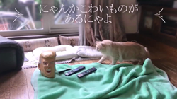 神原崇ブリーダーからお迎えしたサイベリアン：にゃーにゃくん