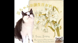 神原崇ブリーダーからお迎えしたサイベリアン：にゃーにゃくん