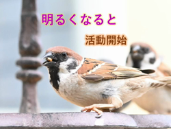 神原崇ブリーダーからお迎えしたサイベリアン：にゃーにゃくん
