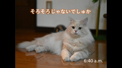 神原崇ブリーダーからお迎えしたサイベリアン：にゃーにゃくん